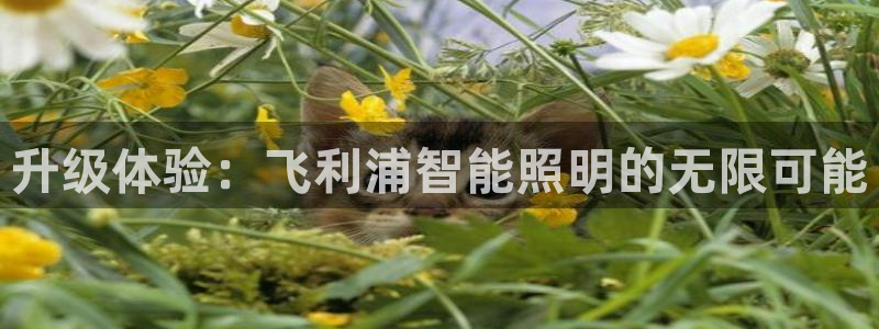 云顶国际服过年有没有福星